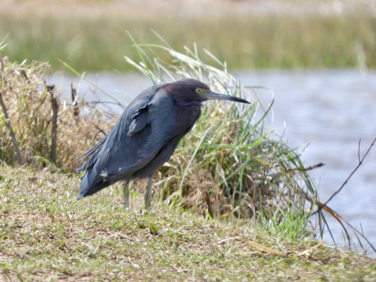 Observaba aves en Tierra de Sueños y se encuentra con una especie rara con pocos registros en los últimos años